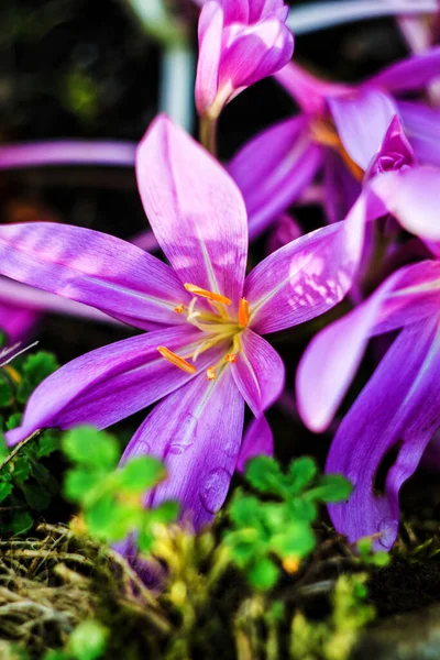 Sonbahar krokusu (Colchicum Autumnale)