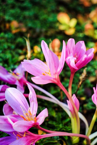Sonbahar krokusu (Colchicum Autumnale)