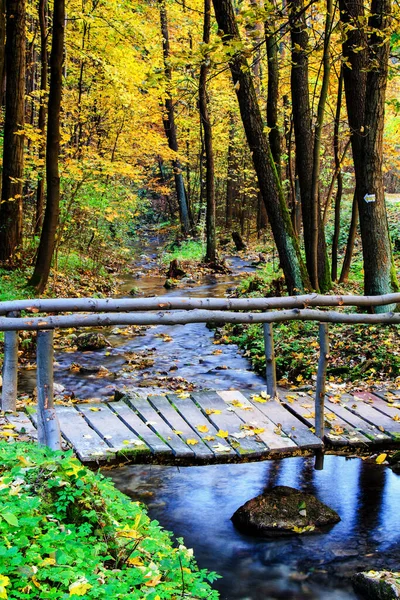 Bridge in bright forest. Natural composition