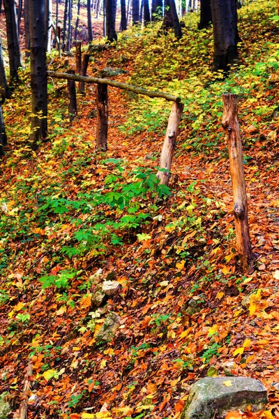 Sentier Travers Forêt Automne — Photo