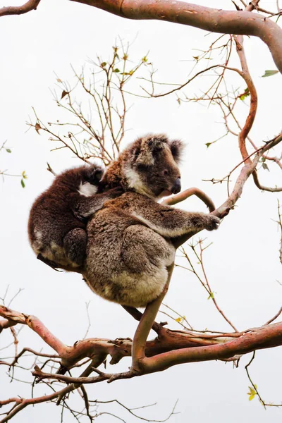 Wild Koala Phascolarctos Cinereus Cape Otway Largo Famosa Great Ocean — Foto de Stock