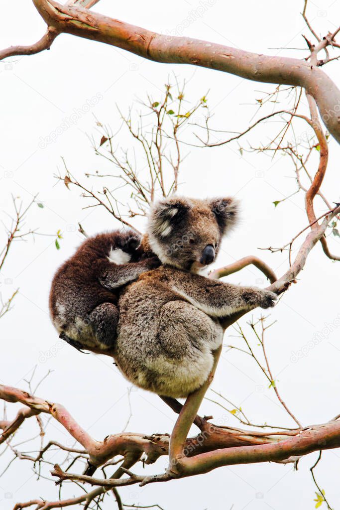 Wild Koala (Phascolarctos cinereus) at Cape Otway, along the famous Great Ocean Road in Victoria, Australia