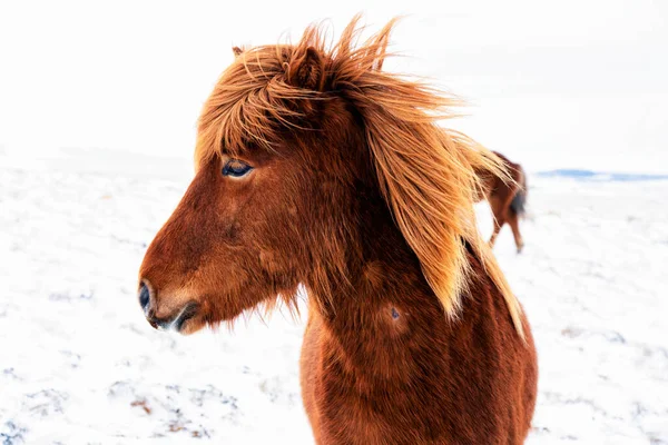 Beautiful Rugged Tough Icelandic Horses Winter Iceland — Stock Photo, Image