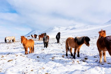 Kışın İzlanda 'da güzel, dayanıklı ve sert İzlanda atları