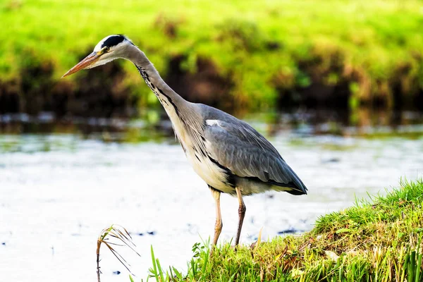 Belo Pássaro Grande Garça Margem Canal Grama Verde Dia Ensolarado — Fotografia de Stock