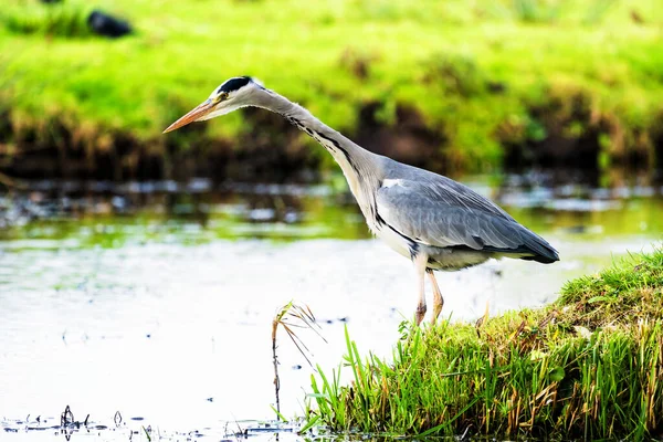 Belo Pássaro Grande Garça Margem Canal Grama Verde Dia Ensolarado — Fotografia de Stock