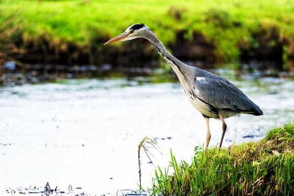 Belo Pássaro Grande Garça Margem Canal Grama Verde Dia Ensolarado — Fotografia de Stock