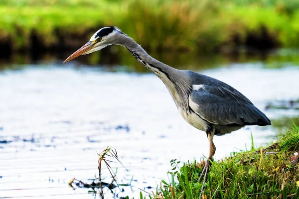 Belo Pássaro Grande Garça Margem Canal Grama Verde Dia Ensolarado — Fotografia de Stock