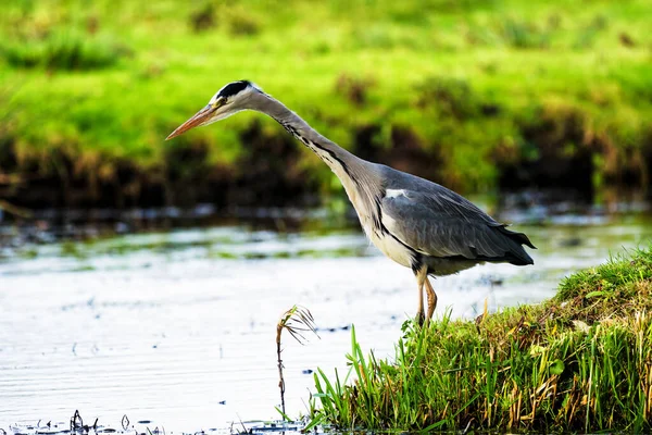 Belo Pássaro Grande Garça Margem Canal Grama Verde Dia Ensolarado — Fotografia de Stock