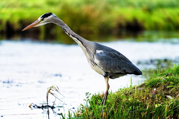 Belo Pássaro Grande Garça Margem Canal Grama Verde Dia Ensolarado — Fotografia de Stock