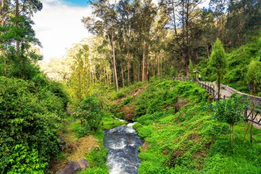 Ekvador dağlarındaki Peguche Şelalesi manzarası. Çevresi bitkilerle dolu yeşil ormanlarla çevrili.
