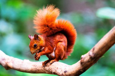 Kolombiya yağmur ormanlarındaki bir ağaçtaki kırmızı sincap, Kolombiya, Güney Amerika