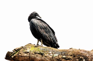 Kolombiya 'da Kara Akbaba (Coragyps atratus)