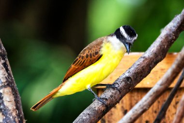 Paslı sinekkapan (Myiozetes cayanensis), doğu And yamaçlarından gelen güzel renkli sinekkapan, Manizales, Kolombiya