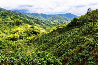 Güney Amerika 'nın Caldas eyaletinde Manizales yakınlarında Kolombiya kırsalındaki sisli ve sisli dağların ve dağların panoramik manzarası