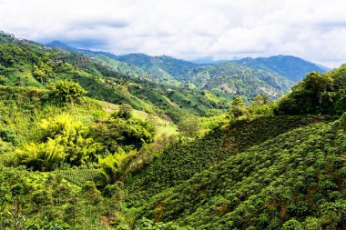 Güney Amerika 'nın Caldas eyaletinde Manizales yakınlarında Kolombiya kırsalındaki sisli ve sisli dağların ve dağların panoramik manzarası