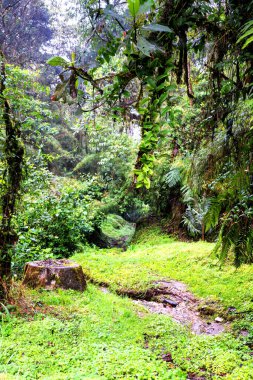 Manizales, Caldas, Güney Amerika yakınlarındaki Kolombiya kırsalında yağmur ormanlarının panoramik manzarası ve Rio Blanco rezervi