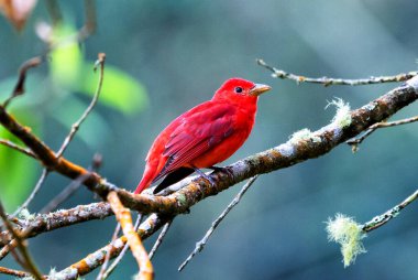 Summer Tanager, Piranga Rubra, doğadaki kırmızı kuş. Yeşil palmiye ağacında duran tanjant. Kolombiya 'da kuş gözlemciliği. Güney Amerika 'da vahşi yaşam sahnesi