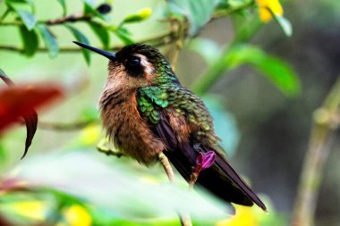 Green shiny glossy hummingbird seen in Colombian jungle. South America clipart