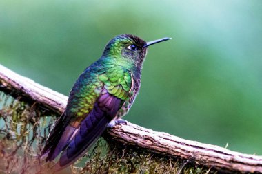 Green shiny glossy hummingbird seen in Colombian jungle. South America clipart