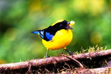 Mavi kanatlı dağ tangası, Anisognathus somptuosus, Manizales, Kolombiya. Sarı, siyah ve mavi kuş, açık yeşil arkaplan ile dalda oturuyor. Ormandan vahşi yaşam sahnesi.
