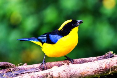 Mavi kanatlı dağ tangası, Anisognathus somptuosus, Manizales, Kolombiya. Sarı, siyah ve mavi kuş, açık yeşil arkaplan ile dalda oturuyor. Ormandan vahşi yaşam sahnesi.