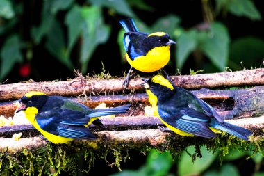 Mavi kanatlı dağ tangası, Anisognathus somptuosus, Manizales, Kolombiya. Sarı, siyah ve mavi kuş, açık yeşil arkaplan ile dalda oturuyor. Ormandan vahşi yaşam sahnesi.