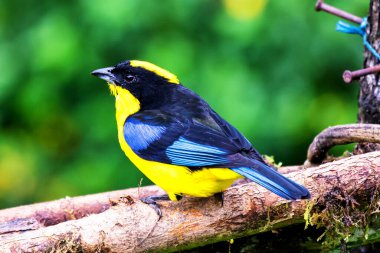 Mavi kanatlı dağ tangası, Anisognathus somptuosus, Manizales, Kolombiya. Sarı, siyah ve mavi kuş, açık yeşil arkaplan ile dalda oturuyor. Ormandan vahşi yaşam sahnesi.