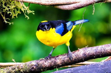 Mavi kanatlı dağ tangası, Anisognathus somptuosus, Manizales, Kolombiya. Sarı, siyah ve mavi kuş, açık yeşil arkaplan ile dalda oturuyor. Ormandan vahşi yaşam sahnesi.