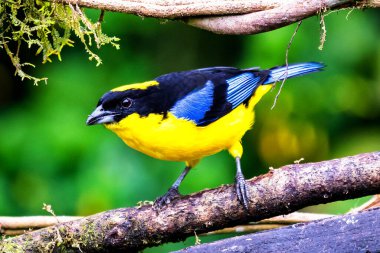 Mavi kanatlı dağ tangası, Anisognathus somptuosus, Manizales, Kolombiya. Sarı, siyah ve mavi kuş, açık yeşil arkaplan ile dalda oturuyor. Ormandan vahşi yaşam sahnesi.