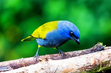 Mavi başlıklı Tanager, Thraupis siyanocephala, yeşil ormandaki dalda oturan egzotik bir kuş. Güney Amerika, Kolombiya 'daki doğa habitatında tropik tanjant. Doğada yeşil yaşam alanı.