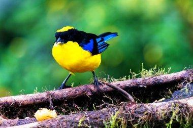 Mavi kanatlı dağ tangası, Anisognathus somptuosus, Manizales, Kolombiya. Sarı, siyah ve mavi kuş, açık yeşil arkaplan ile dalda oturuyor. Ormandan vahşi yaşam sahnesi.