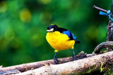 Mavi kanatlı dağ tangası, Anisognathus somptuosus, Manizales, Kolombiya. Sarı, siyah ve mavi kuş, açık yeşil arkaplan ile dalda oturuyor. Ormandan vahşi yaşam sahnesi.