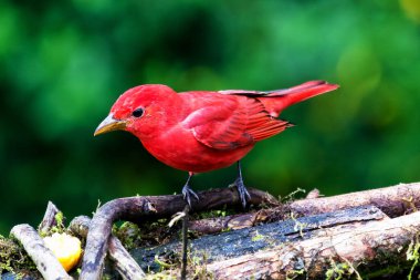 Summer Tanager, Piranga Rubra, doğadaki kırmızı kuş. Yeşil palmiye ağacında duran tanjant. Kolombiya 'da kuş gözlemciliği. Güney Amerika 'da vahşi yaşam sahnesi