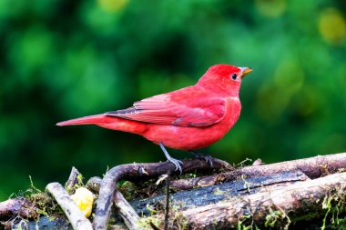 Summer Tanager, Piranga Rubra, doğadaki kırmızı kuş. Yeşil palmiye ağacında duran tanjant. Kolombiya 'da kuş gözlemciliği. Güney Amerika 'da vahşi yaşam sahnesi