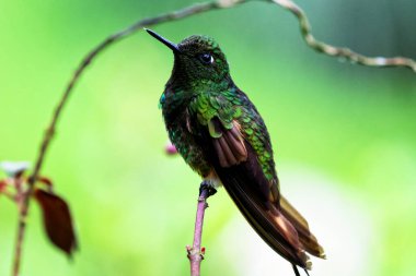 Kolombiya ormanlarında görülen yeşil parlak sinekkuşu. Güney Amerika