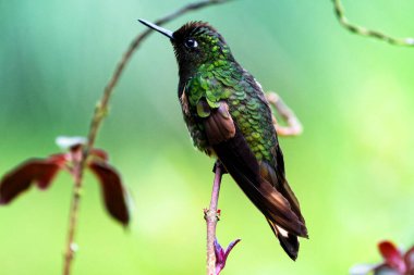 Kolombiya ormanlarında görülen yeşil parlak sinekkuşu. Güney Amerika
