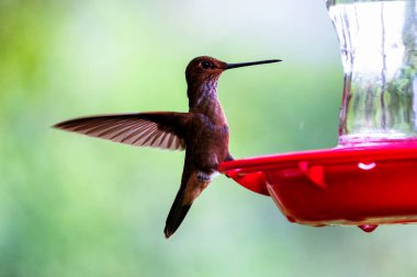 Kolombiya ormanlarında görülen yeşil parlak sinekkuşu. Güney Amerika