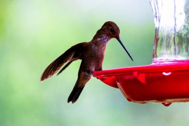 Kolombiya ormanlarında görülen yeşil parlak sinekkuşu. Güney Amerika