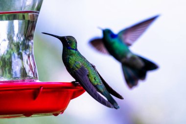 Kolombiya ormanlarında görülen yeşil parlak sinekkuşu. Güney Amerika