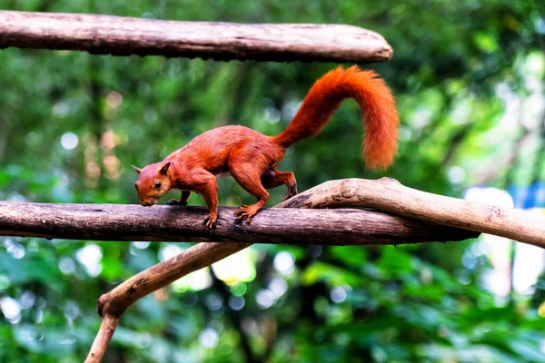 Rotes Eichhörnchen Auf Einem Baum Kolumbianischen Regenwald Kolumbien Südamerika — Stockfoto