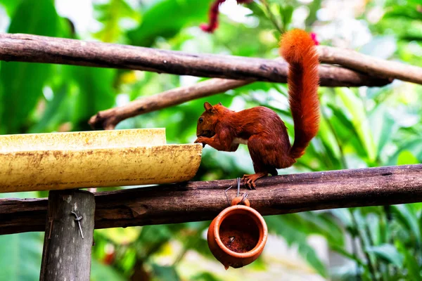 Esquilo Vermelho Uma Árvore Floresta Tropical Colombiana Colômbia América Sul — Fotografia de Stock