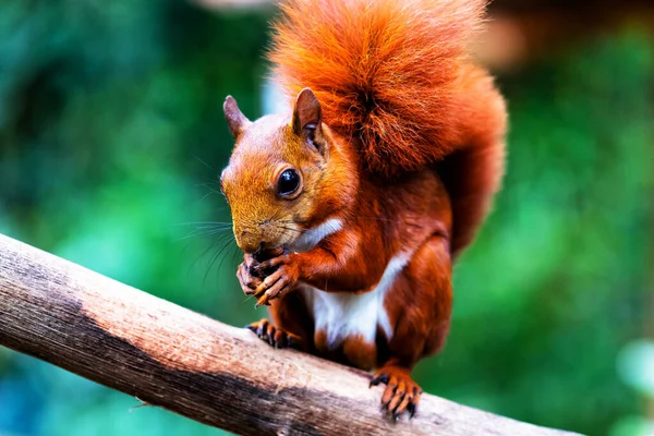 Red squirrel on a tree in Colombian rain forest, Colombia, South America