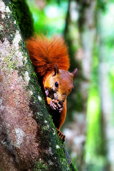 Esquilo Vermelho Uma Árvore Floresta Tropical Colombiana Colômbia América Sul — Fotografia de Stock