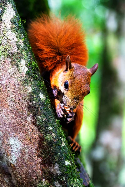 Kolombiya Yağmur Ormanlarındaki Bir Ağaçtaki Kırmızı Sincap Kolombiya Güney Amerika — Stok fotoğraf
