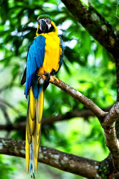 蓝色和黄色的金刚鹦鹉或有黄色和蓝色羽毛的Ara Ararauna — 图库照片