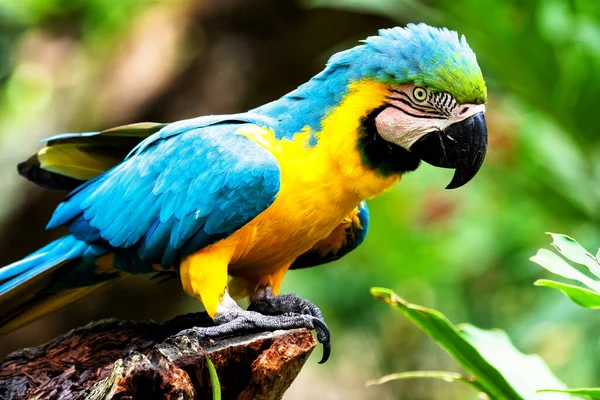 蓝色和黄色的金刚鹦鹉或有黄色和蓝色羽毛的Ara Ararauna — 图库照片