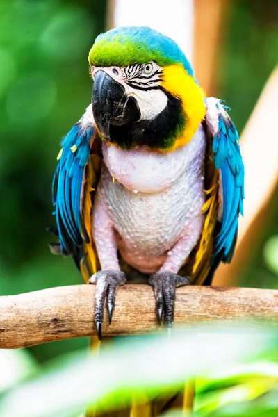 Guacamayo Azul Amarillo Ara Ararauna Con Plumaje Amarillo Azul —  Fotos de Stock