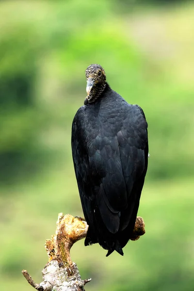 Avvoltoio Nero Coragyps Atratus — Foto Stock