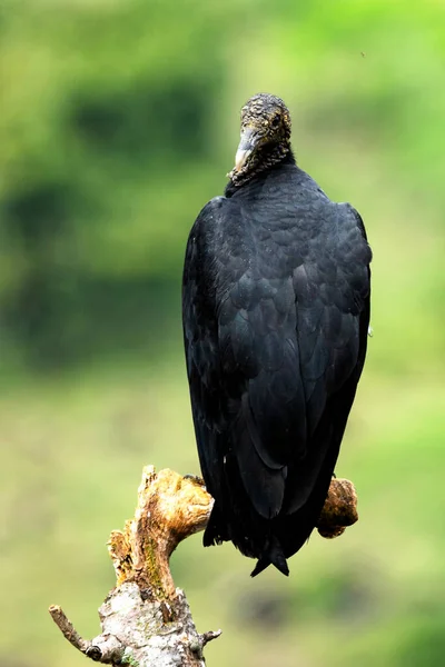 Sorte Vulture Coragyps Atratus - Stock-foto